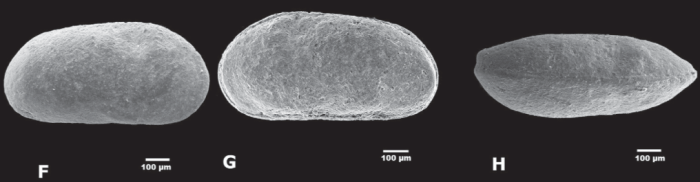 Holotype of Fossocytheridea ventrotuberculata Bergue, Fauth, Vieira, Santos & Viviers, 2011