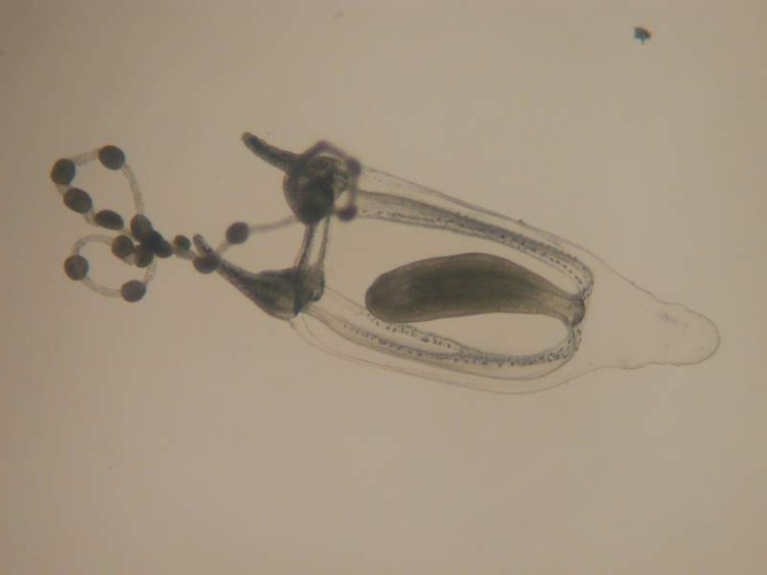 Corymorpha bigelowi Corymorpha bigelowi