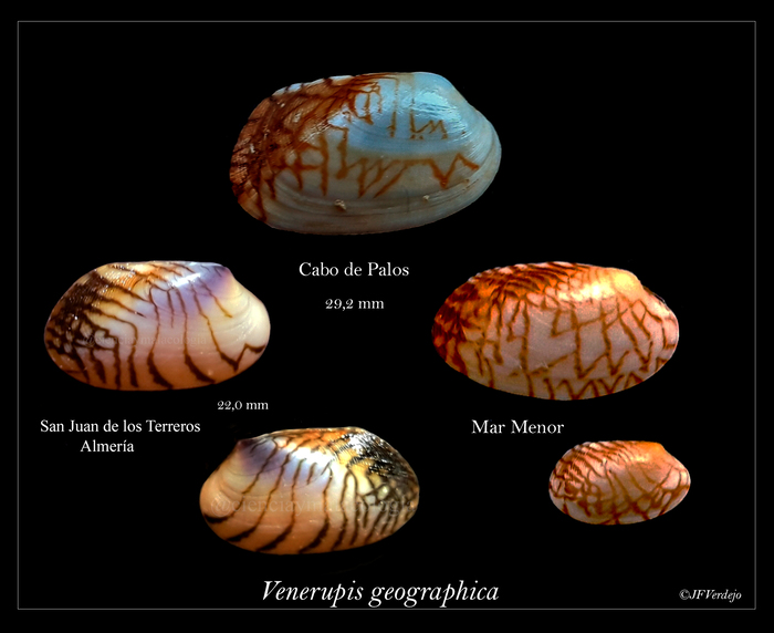 Venerupis geographica Venerupis geographica