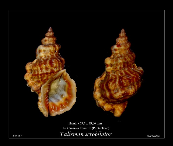 Talisman scrobilator Talisman scrobilator