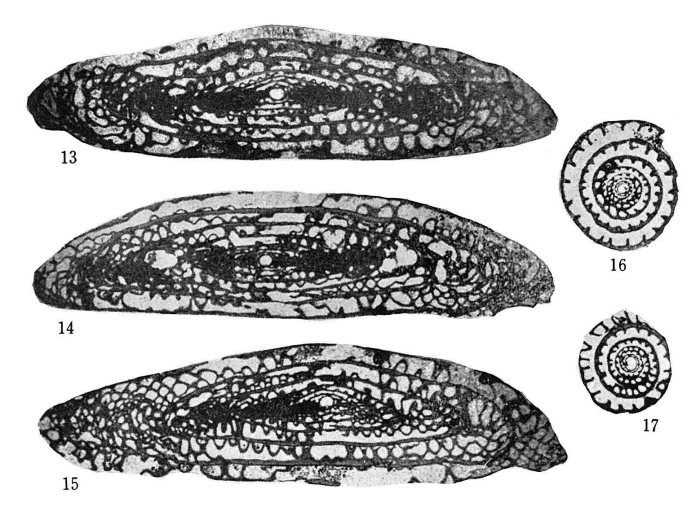 Schwagerina nakazawae Nogami, 1963