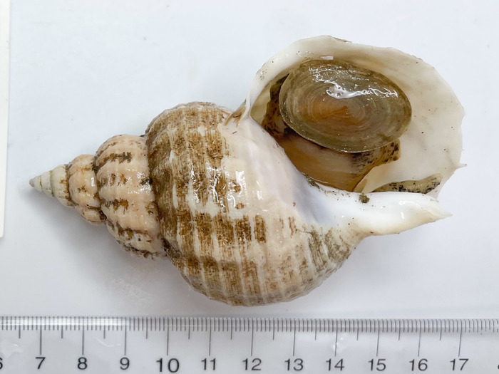 Buccinum terraenovae - aperture view