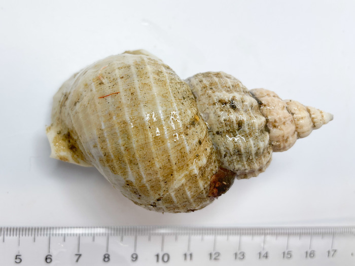 Buccinum terraenovae - other view Buccinum terraenovae - other view