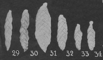 Textularia proboscidea Cushman & Stainbrook, 1943 Textularia proboscidea Cushman & Stainbrook, 1943