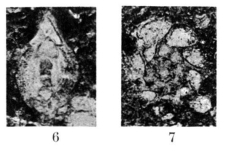 Robuloides lens Reichel, 1946