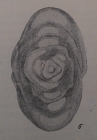 Neodiscus milliloides Miklukho-Maklay, 1953