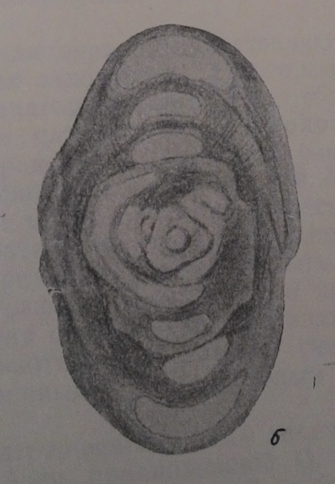 Neodiscus milliloides Miklukho-Maklay, 1953 Neodiscus milliloides Miklukho-Maklay, 1953
