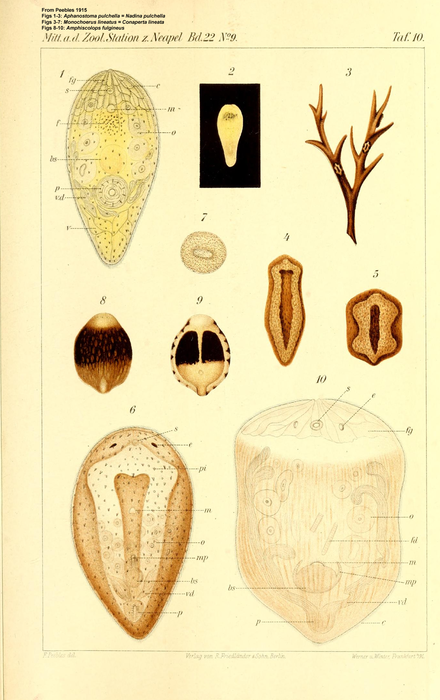 Conaperta lineata from Peebles 1915 Conaperta lineata from Peebles 1915