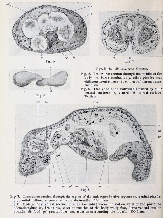 Conaperta lineata from Peebles 1915 Conaperta lineata from Peebles 1915