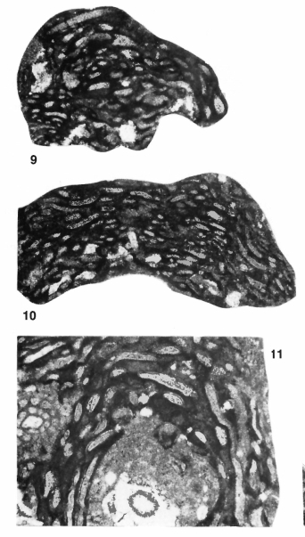 Ellesmerella permica (Steinmann in Pia, 1937)