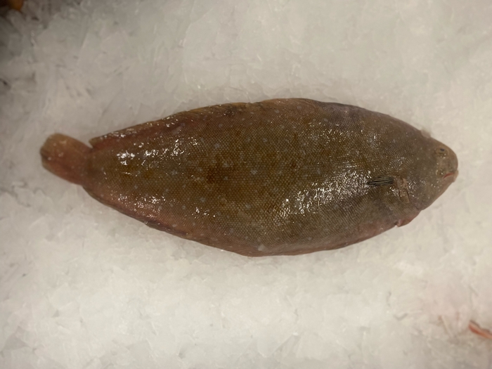 Solea senegalensis Solea senegalensis