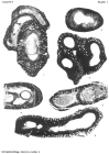 Pseudovermiporella sodalica Elliott, 1958