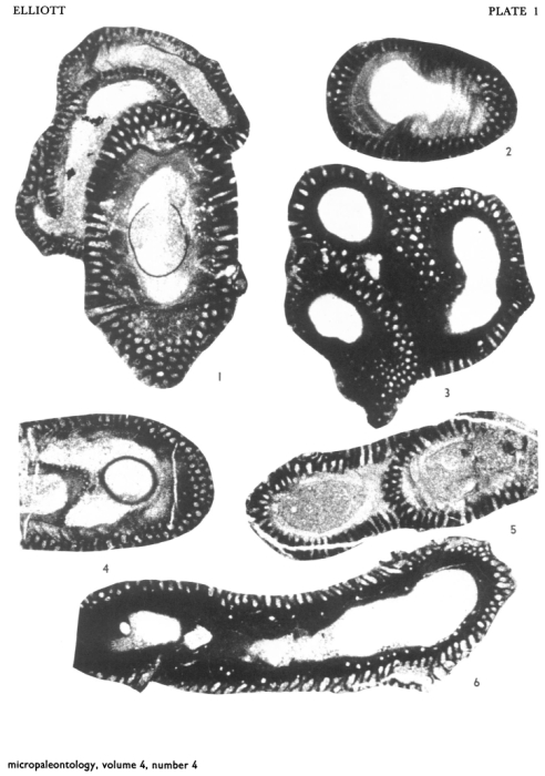 Pseudovermiporella sodalica Elliott, 1958 Pseudovermiporella sodalica Elliott, 1958
