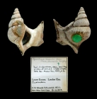 Aporrhais sowerbii forma clarendonensis Wrigley, 1938