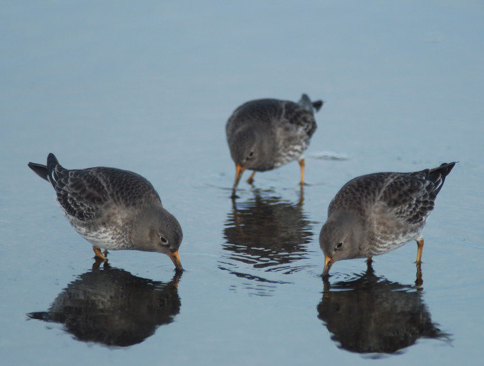 Purple sandpiper Purple sandpiper
