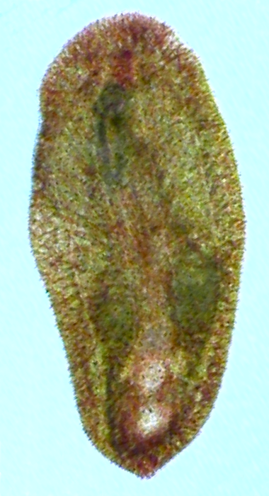 Wulguru cuspidata Wulguru cuspidata