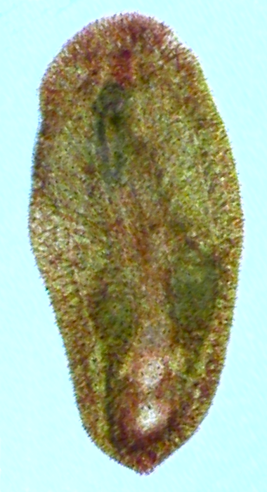 Wulguru cuspidata