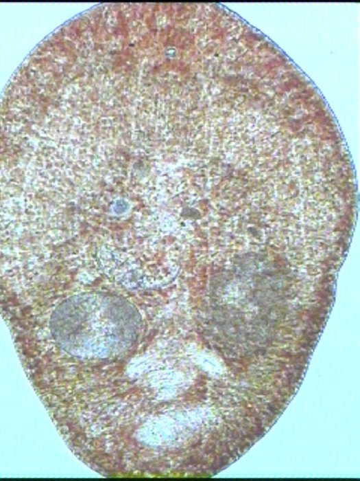 Wulguru cuspidata Wulguru cuspidata