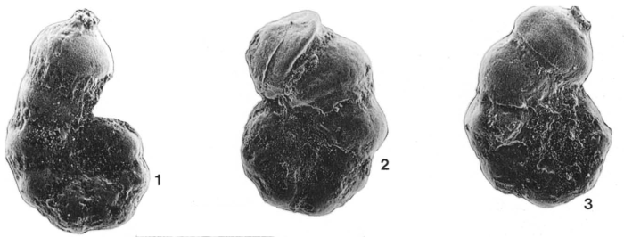 Spirolina cretacea Tronchetti & Grosheny, 1993