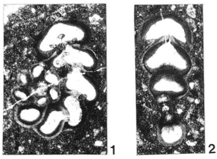 Spirolina cretacea Tronchetti & Grosheny, 1993