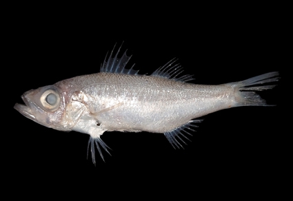 Malakichthys formosus Malakichthys formosus