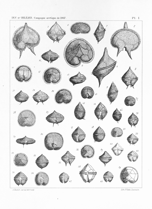 WoRMS - World Register of Marine Species - Dumontia simplex Cotton, 1906