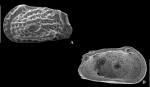 Holotype de Neohornibrookella nepeani Warne & Whatley, 2016 † 