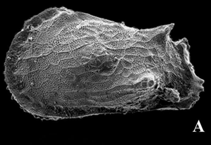 Cythere sorrentae Chapman &amp; Crespin in Chapman, Crespin &amp; Keble, 1928 from 