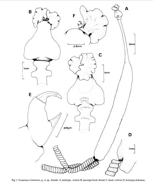 Metamorphosed adult female of Exopenna crimmeni