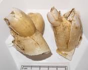 Chirona hameri - large ones in analysis