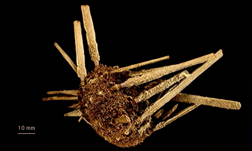 Notocidaris platyacantha Notocidaris platyacantha