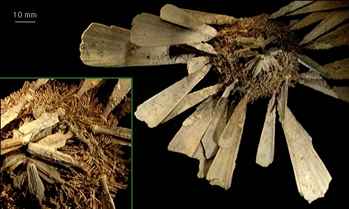 Notocidaris remigera Notocidaris remigera