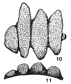Saccamminoides multicellus Ireland, 1956