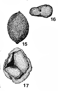 Amphicervicis elliptica Mound, 1961 Amphicervicis elliptica Mound, 1961