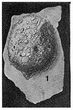 Hemisphaerammina batalleri Loeblich & Tappan, 1957