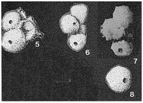 Sorostomasphaera waldronensis McClellan, 1966, author: Loeblich & Tappan, 1987