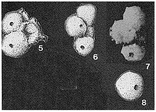 Sorostomasphaera waldronensis McClellan, 1966
