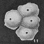 Ammopemphix quadrupla (Wiesner, 1931)