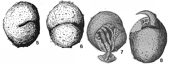 Nephrosphaera fissurata Kristan-Tollmann, 1971 Nephrosphaera fissurata Kristan-Tollmann, 1971