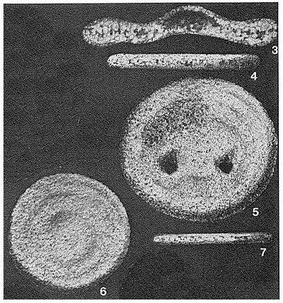 Discobotellina biperforata Collins, 1958