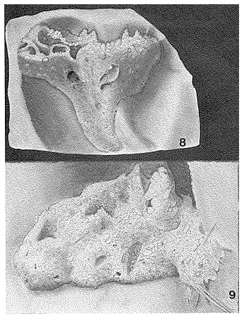 Diffusilina humilis Heron-Allen & Earland, 1924