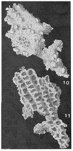 Kerionammina favus Moreman, 1933