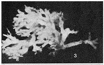 Ipoa fragila Tendal & Hessler, 1977