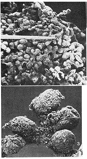 Edgertonia tolerans Tendal & Hessler, 1977 Edgertonia tolerans Tendal & Hessler, 1977