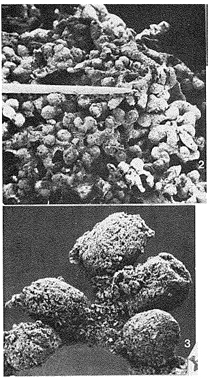 Edgertonia tolerans Tendal & Hessler, 1977