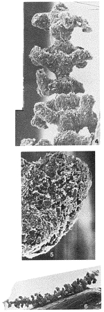 Baculella globofera Tendal & Hessler, 1977