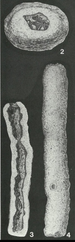 Protobotellina cylindrica Heron-Allen & Earland, 1929