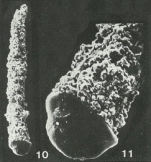 Tasmanammina circumpeniformis Gutschick & Wuellner, 1983