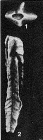 Giraliarella angulata Crespin, 1958