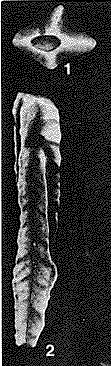 Giraliarella angulata Crespin, 1958 Giraliarella angulata Crespin, 1958